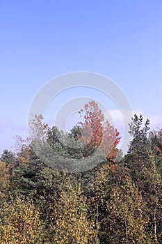 Autumn in a unique pine forest on the island of Yagry in the White sea. Autumn day by the sea