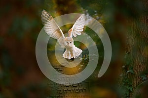 Autumn urban wildlife. Magic bird Barn owl, Tyto alba, flying above stone fence in forest cemetery. Wildlife scene from nature.Owl