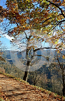 Autumn in Val di Fiemme