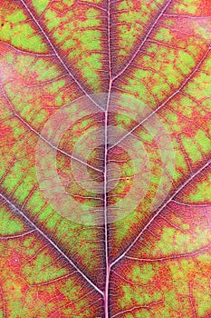 Autumn various colors - from green to red and yellow - in one oak leaf. October macro studio shot