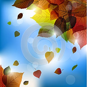 Autumn vector leafs background- fall illustration with back light