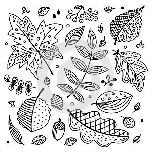 Autumn vector set with leaves, cones and acorns. Decorative leaves of oak, maple, mountain ash, aspen, birch. Doodle style, black