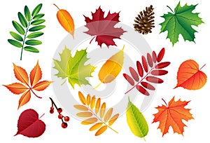 Autumn vector set with leaves, cones. Forest botanical elements for decoration. Vintage fall seasonal decor.