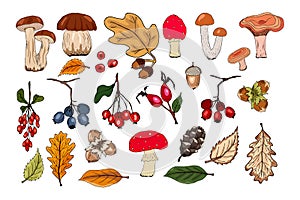 Autumn vector set with leaves, nuts, mushrooms, berries, fir cones and acorns. Forest botanical elements for decoration for