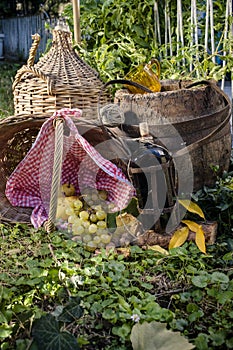 Autumn in the vegetable garden