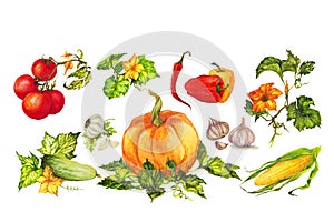 Autumn vegetables, pumpkin, tomatoes, peppers, cucumber, garlic, set, watercolor illustration isolated on white background