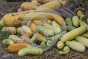 Autumn vegetables