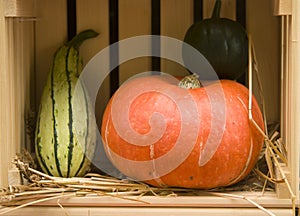 Autumn vegetables in wooden box