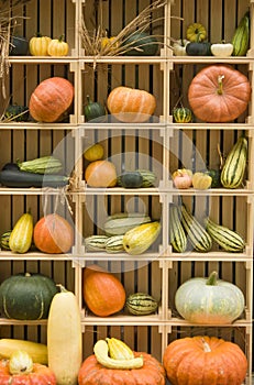Autumn vegetables in wooden box