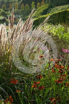 Autumn vegetation