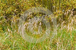 Autumn vegetation - dry grass on the background of a yellowing shrubs