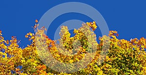 Autumn vegetation under the blue sky.