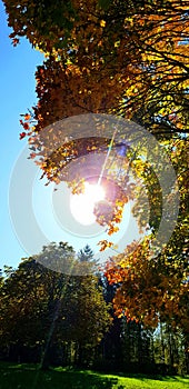 Autumn vegetation under the blue sky.