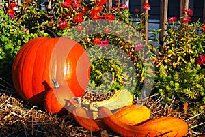 Autumn Veggies on display