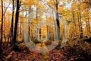Autumn in Vermont photo