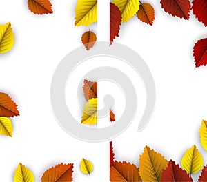 Autumn backgrounds with colorful birch leaves