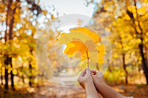 Autumn vibes. Woman holding maple leaves in autumn park