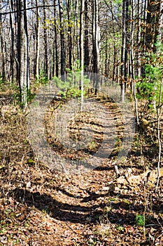 Autumn View of the Appalachian Trail - 2