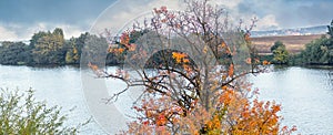 Autumn view with autumn tree by the river in cloudy weather. Autumn tree with orange leaves