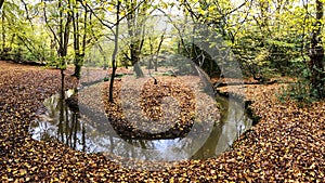 Autumn view with brook in Epping forest , Chingford London