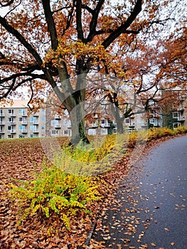 Autumn view on campus, Aarhus University
