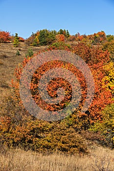 Autumn view of Cherna Gora mountain, Bulgaria