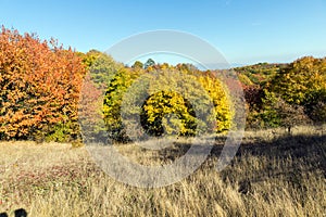 Autumn view of Cherna Gora mountain,  Bulgaria