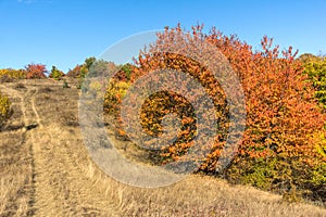 Autumn view of Cherna Gora mountain,  Bulgaria