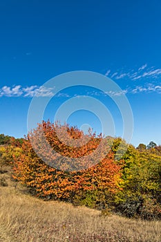 Autumn view of Cherna Gora mountain,  Bulgaria