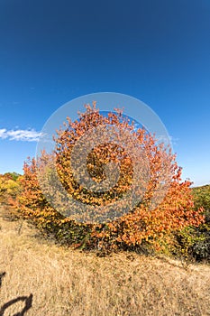 Autumn view of Cherna Gora mountain,  Bulgaria