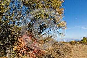 Autumn view of Cherna Gora mountain,  Bulgaria