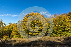 Autumn view of Cherna Gora mountain,  Bulgaria