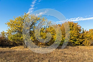 Autumn view of Cherna Gora mountain,  Bulgaria