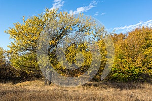 Autumn view of Cherna Gora mountain,  Bulgaria