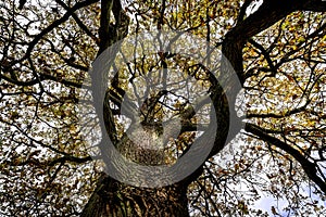 Autumn view into the crown tree