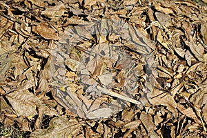 Autumn view: fallen leaves