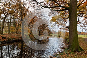 Autumn view in the forest of Pietersheim in Lanaken part of the National park Connecterra