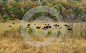 Autumn View of a Herd of Cows in a Field