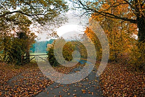 Autumn view of a leafy English lane.