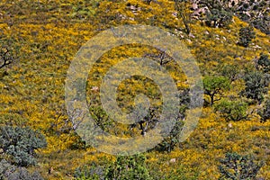 Autumn view at Madera Canyon in Arizona photo