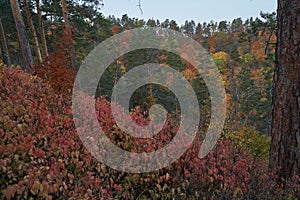 Autumn view from the mountain to the big river, in the forest with Golden leaves and green fir trees. Autumn time in the forest