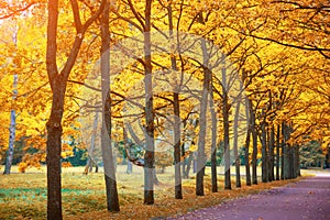 Autumn view of an oak alley row of trees in the park with bright light above the crowns