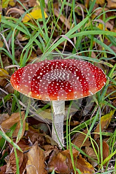 Autumn , View of a red mushroom with white dots and white stem fly agaric name; Amarita Muscaria