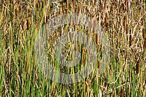 An Autumn View of Reeds at Pandapas Pond