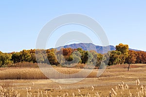 Autumn Scene at Bosque del Apache photo