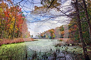 Autumn View through the trees of a Chesapeake Bay lake