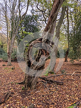 Autumn view of twisted old tree in Epping forest , Chingford London