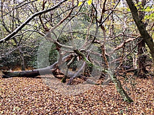 Autumn view of twisted old trees in Epping forest , Chingford London