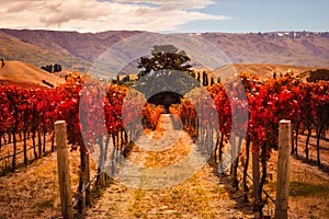 Autumn view of vineyard rows with the tree, New Zealand