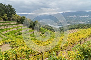 Autumn view on a wineyard terraces in Duoro valley on Duoro river, Portugal